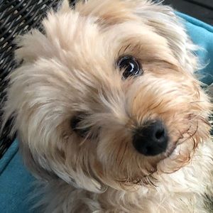 Meet your Posher, Pennie